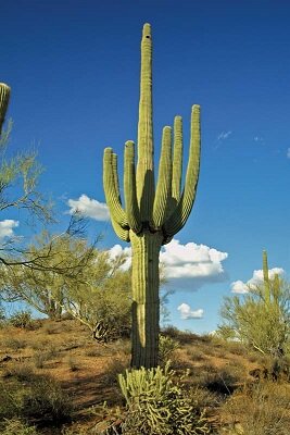 saguaro-cactus-Arizona.jpg.bbf041d4363464f038b920d378ddfc3a.jpg
